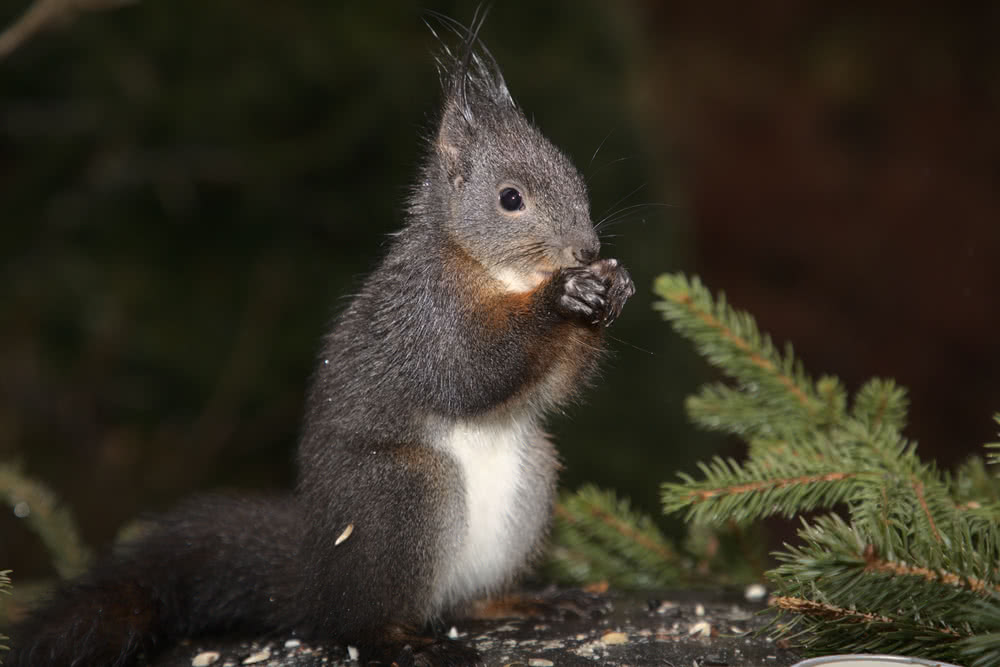 Die besten Naturphotos: Schwarzstorch