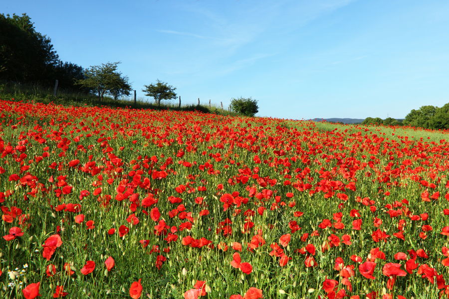 Mohnfeld - Klatschmohn