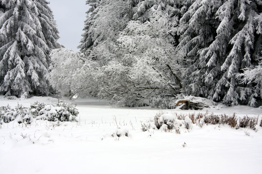 Winter im Harz Januar 2013