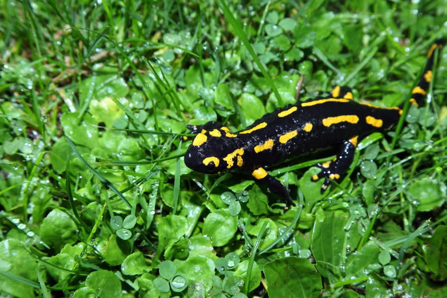 Feuersalamander im grünen Grs