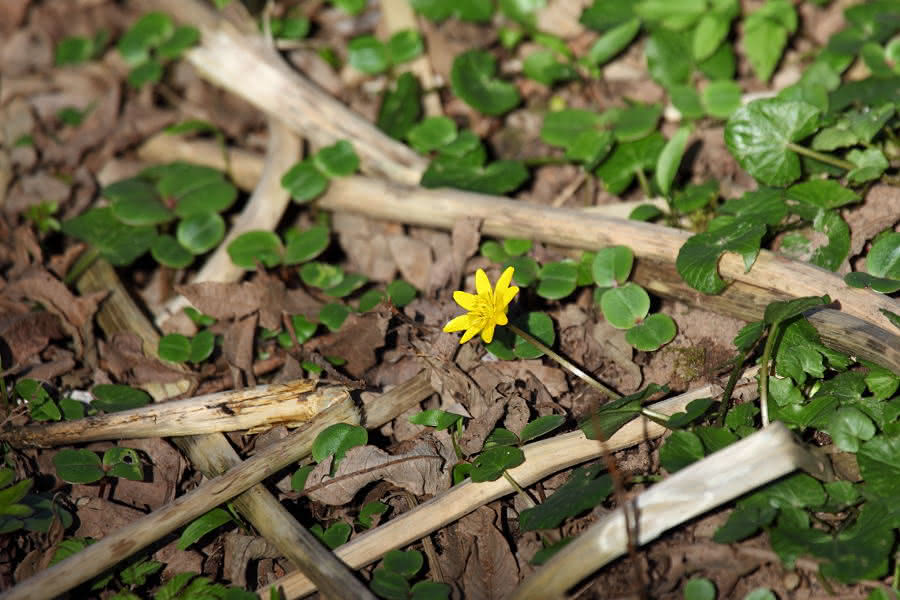 Frühblüher - Scharbockskraut