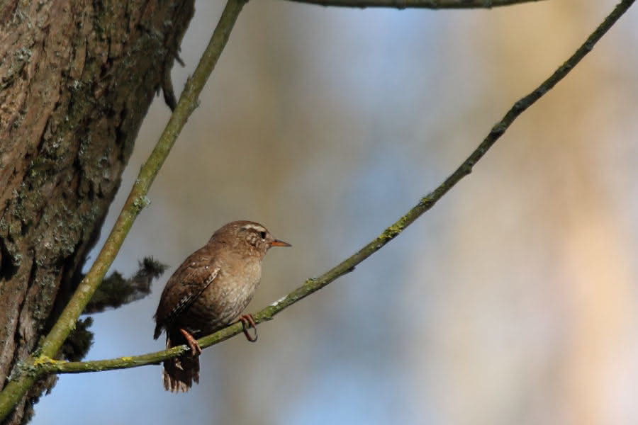 Singvogel