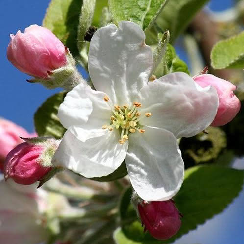 Frühling im Harz - Obstblüte