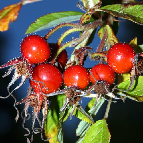 Herbst im Harz