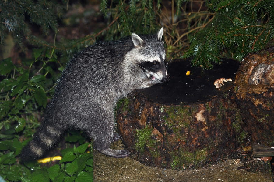 Waschbären im Harz