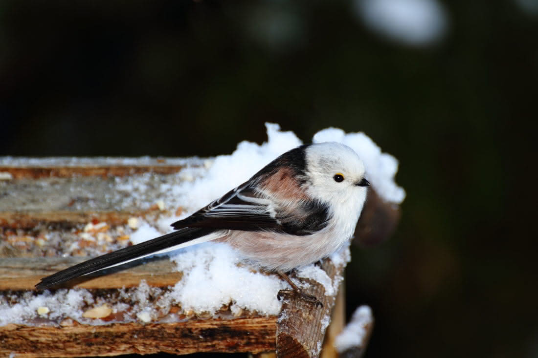 Schwanzmeise (Aegithalos caudatus)