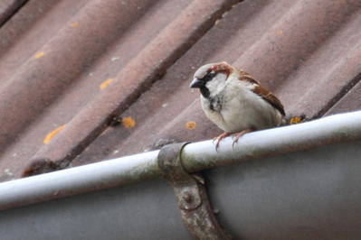 Spatz weigert sich vom Dach zu pfeifen