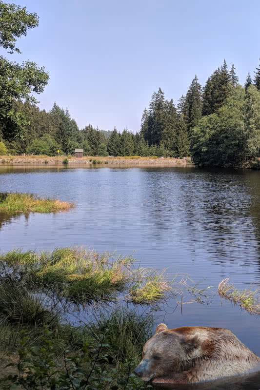 Braunbär im Harz gesichtet