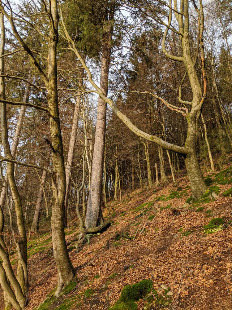 Schwarzenberg, Altenau im Winter 2020