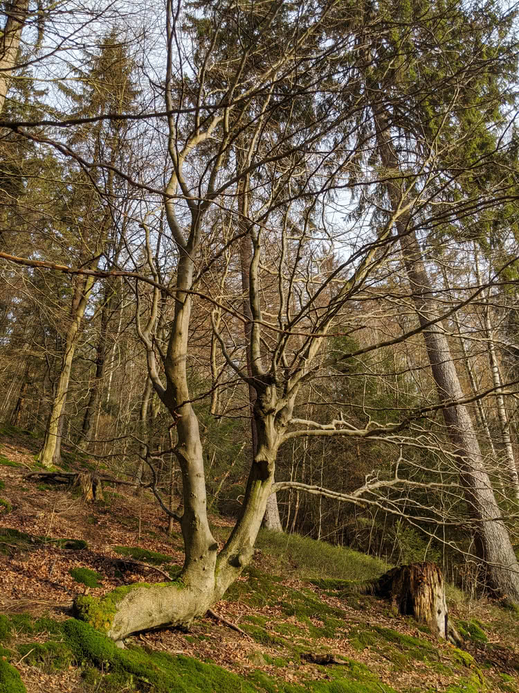 Schwarzenberg, Altenau im Winter 2020