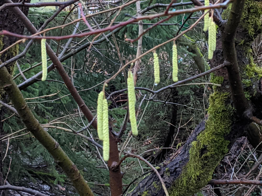 Schwarzenberg, Altenau im Winter 2020