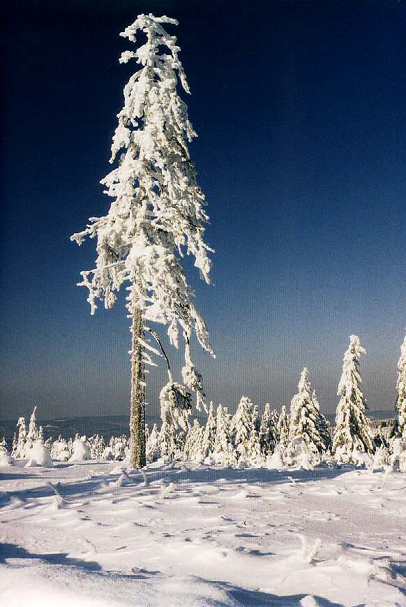 Winter auf Torfhaus