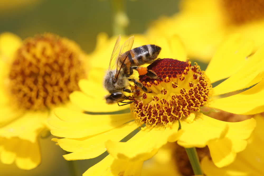 Bestäubung durch Honigbiene, Pollentasche