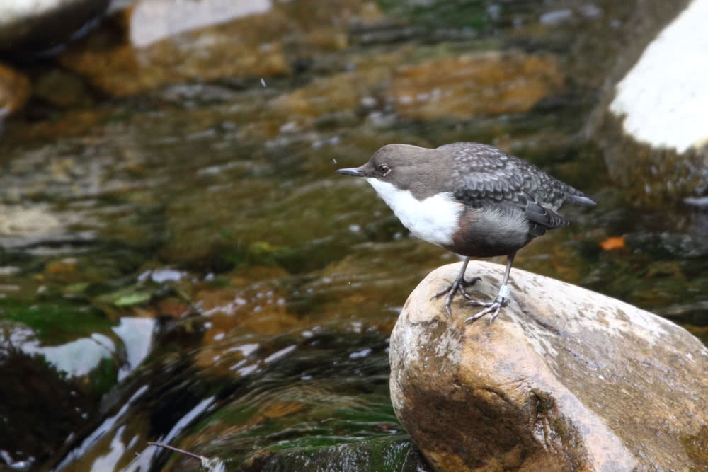 Wasseramsel