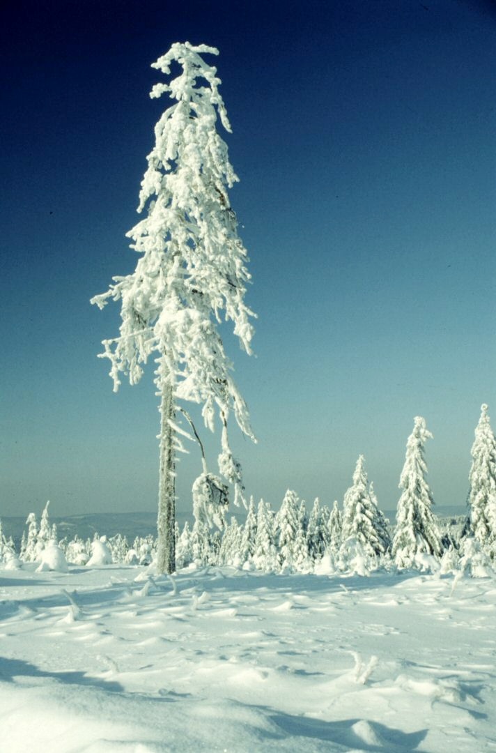 Wintereinbruch an der Stieglitzeck - Winterurlaub im Harz