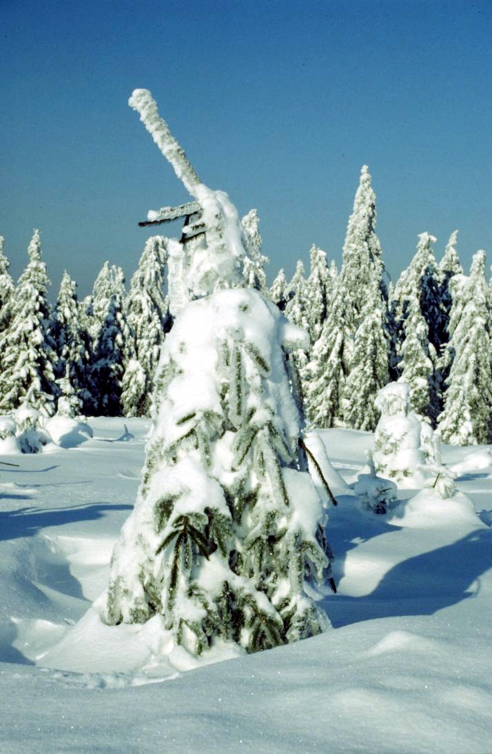 Wintereinbruch an der Stieglitzeck - Winterurlaub im Harz