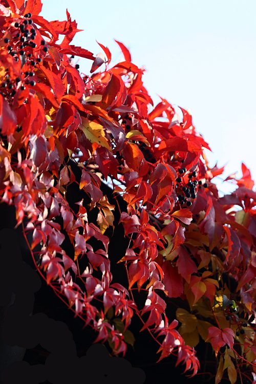 Wein im Herbst
